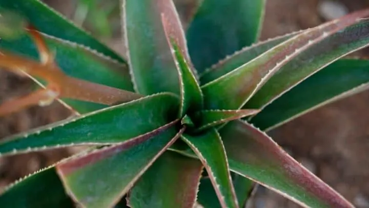 Aloe Plant Turning Brown &mdash; 7 Possible Reasons