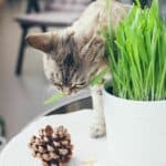 How to Grow Cat Grass without Soil — Let's See! 6