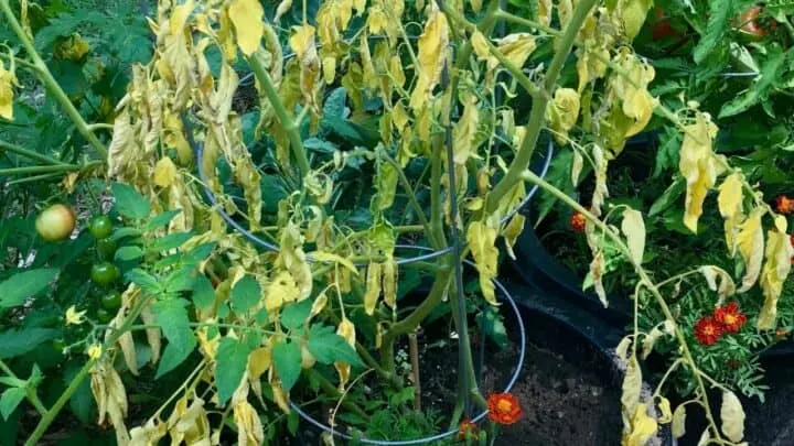 Why are My Tomato Plants Dying From the Bottom Up?