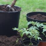 How to Repot Tomato Seedlings - Proven Tactics! 10