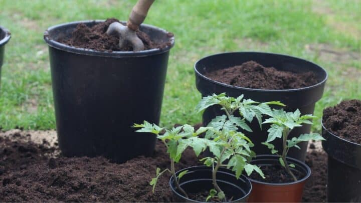 How to Repot Tomato Seedlings – Proven Tactics!