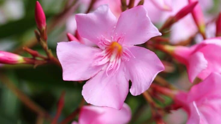 Oleander Not Blooming — What's Happening?