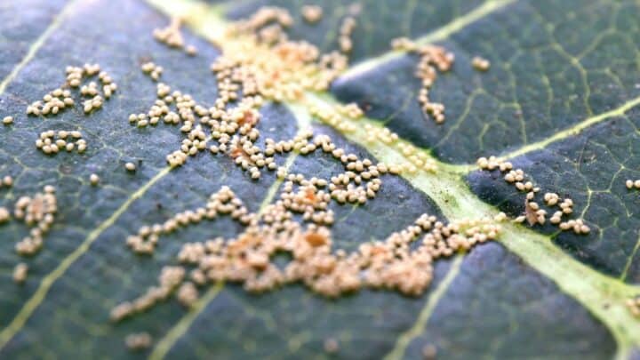 Insect Eggs On Leaves — Whose Are They?