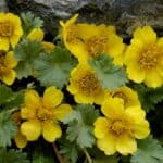 How To Grow Creeping Avens – A Complete Guide 7