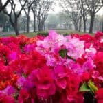 How to Care for Bougainvillea in Winter? Here's The Answer! 3