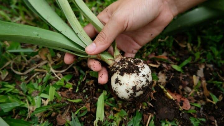 When To Dig Up Amaryllis Bulbs? Here’s The Answer