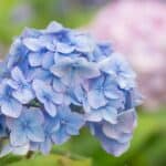 Hydrangea Not Flowering — What To Do? 4