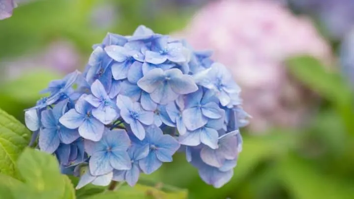 Hydrangea Not Flowering &mdash; What To Do?