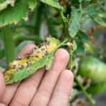 3 Main Reasons for Spots on Tomato Leaves 1