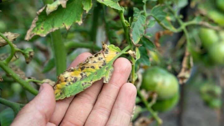 3 Main Reasons for Spots on Tomato Leaves