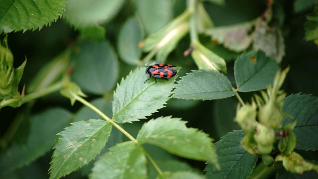 Insect Eggs On Leaves — Whose Are They? 3