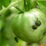 How to Keep Bugs Off a Tomato Plant 2