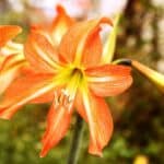 How Tall Do Amaryllis Get? Read This! 3
