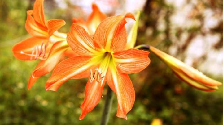 How Tall Do Amaryllis Get? Read This!