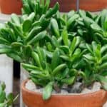 When to Repot a Jade Plant? The Best Time! 5