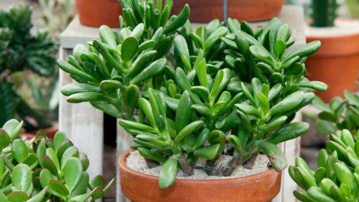 When to Repot a Jade Plant? The Best Time!