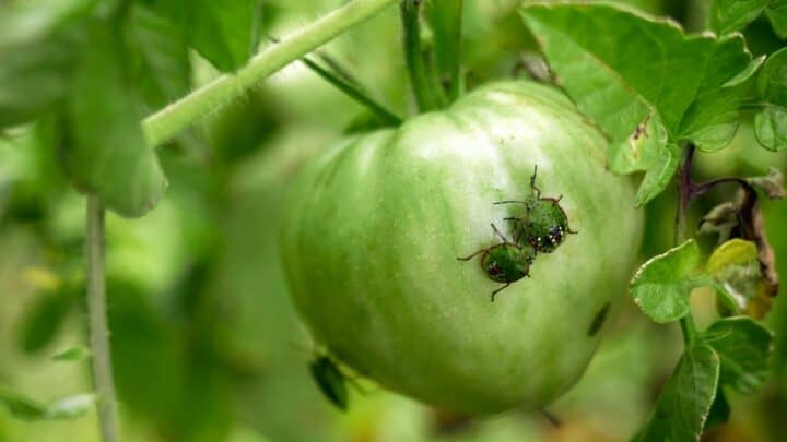 How to Keep Bugs Off a Tomato Plant