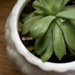 How to Save A Dying Succulent? Here's How To Do It! 1