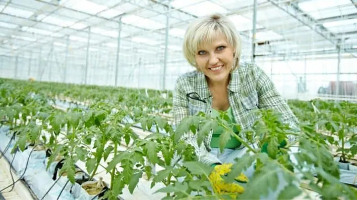 When is it too Late to Plant Tomatoes? Hmm..