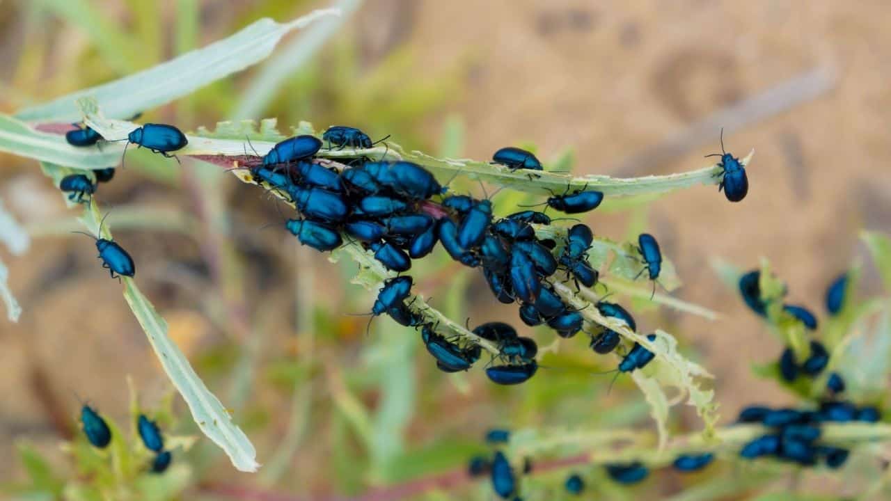 Insect Eggs On Leaves — Whose Are They? 6