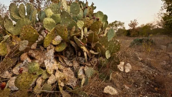 How to Revive a Dying Cactus &mdash; Tricks You Should Know!