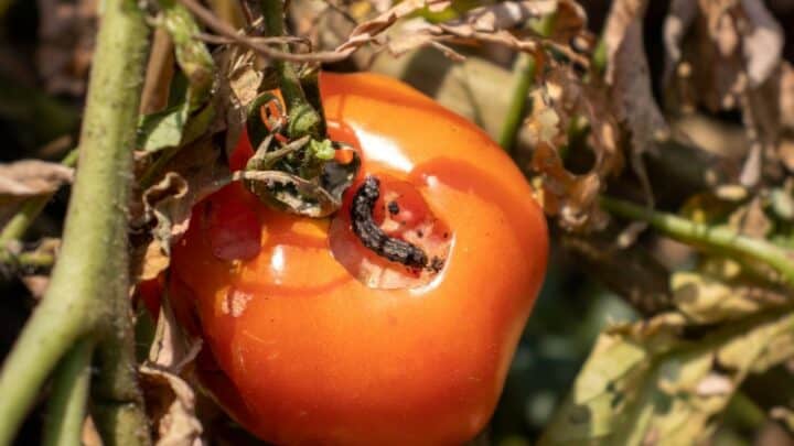 How to Keep Bugs Off a Tomato Plant