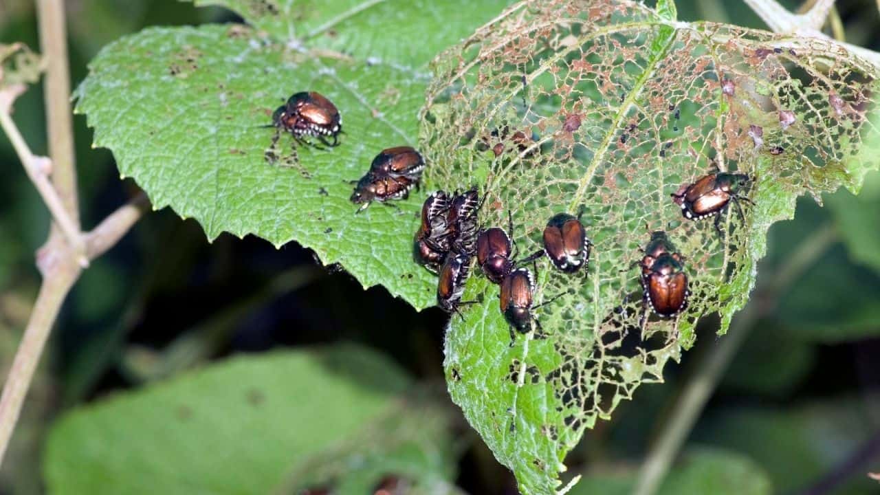 Insect Eggs On Leaves — Whose Are They? 7