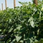 How Much Sun Does a Tomato Plant Need — Find Out Here 6
