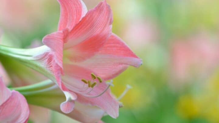 How To Plant Amaryllis Seeds The Simple Way!