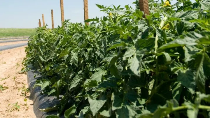 How Much Sun Does a Tomato Plant Need? Find Out Here