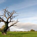 How To Save a Dying Oak Tree? Do This! 9