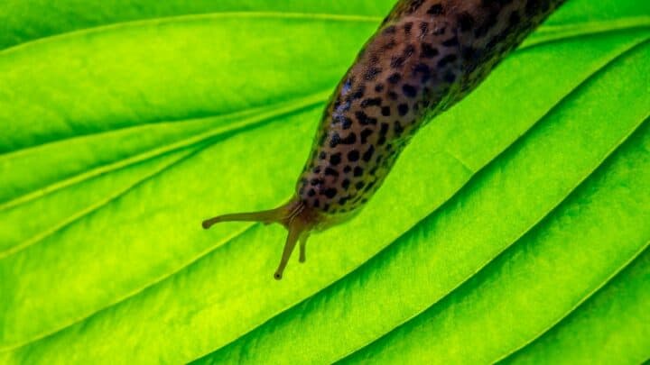 3 Proven Methods On How To Prevent Slugs On Hostas