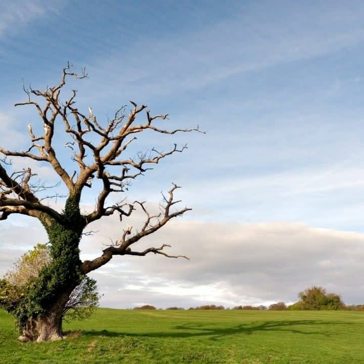 How To Save a Dying Oak Tree? Do This! | Plantophiles