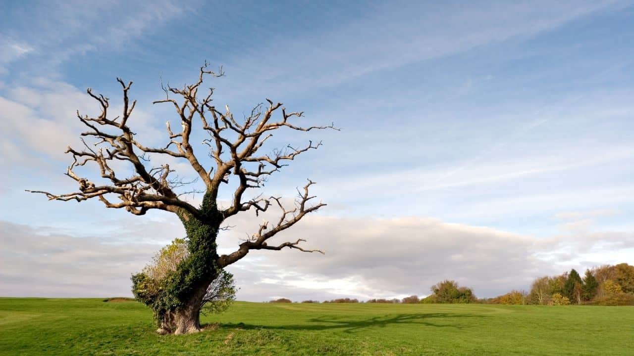 How To Save a Dying Oak Tree? Do This! 7