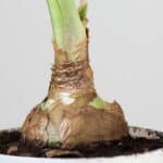 How to Force Amaryllis Bulbs — Everything You Should Know! 6