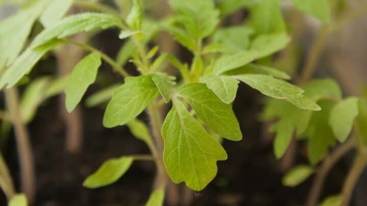 Slow Growth in Tomato Plants — Here’s what’s wrong!