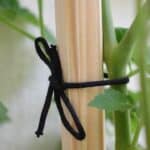 5 Foolproof Tips How To Get Thick Stems On Tomato Plants 9
