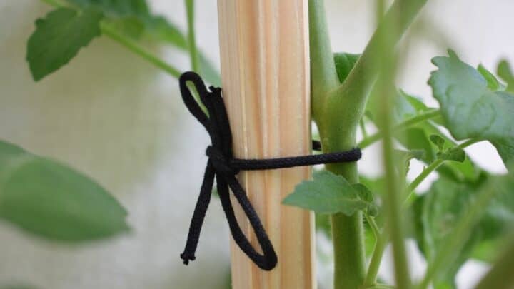 5 Foolproof Tips How To Get Thick Stems On Tomato Plants