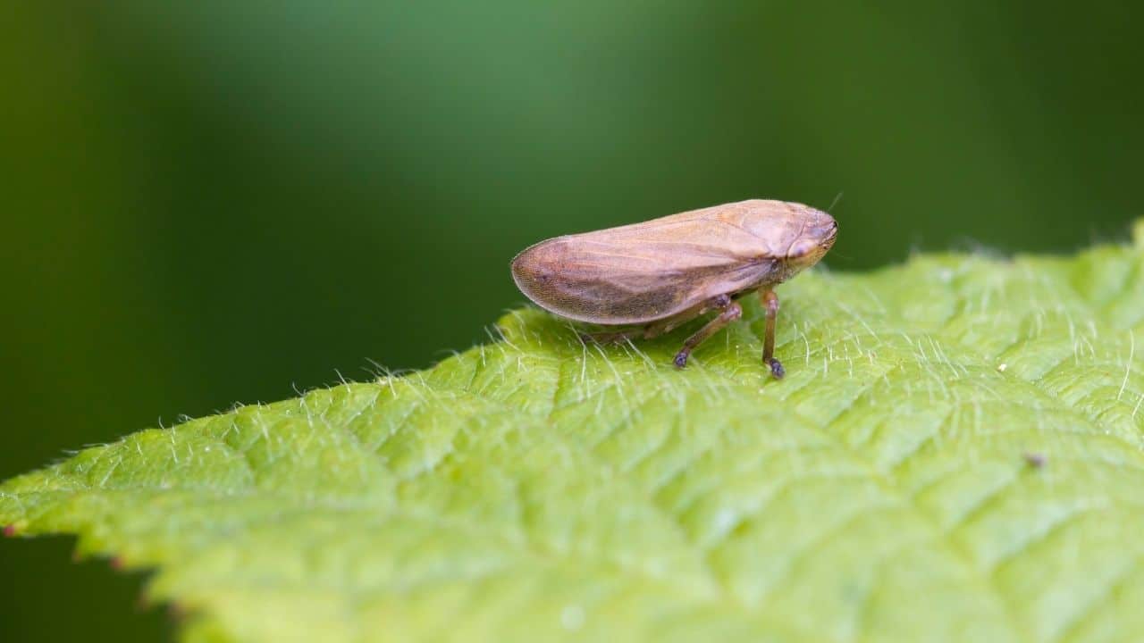 Insect Eggs On Leaves — Whose Are They? 9