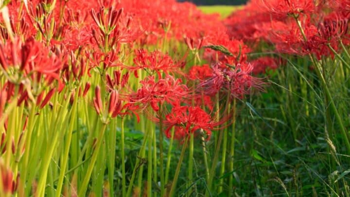How to Transplant Amaryllis — The Best Guide!