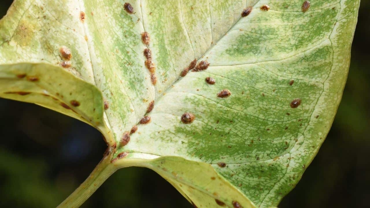 Insect Eggs On Leaves — Whose Are They? 10