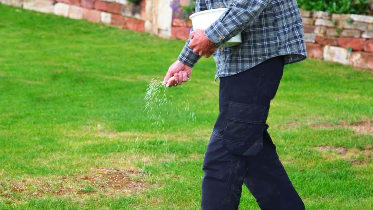 Best Lawn Fertilizers For Early Spring — A Buyers Guide 2022 9307