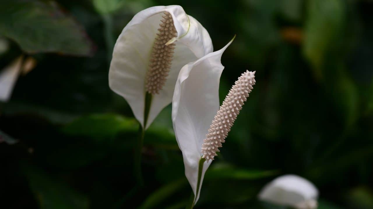 How To Save A Peace Lily That Is Dying? Follow These Steps 1