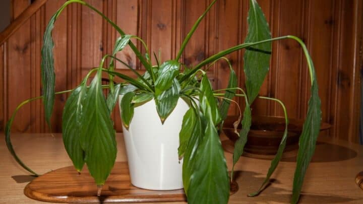 Droopy Leaves on Plants – What to Do