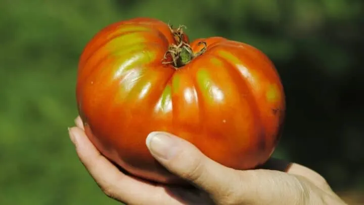 What Is The Biggest Tomato Plant? Whoah!