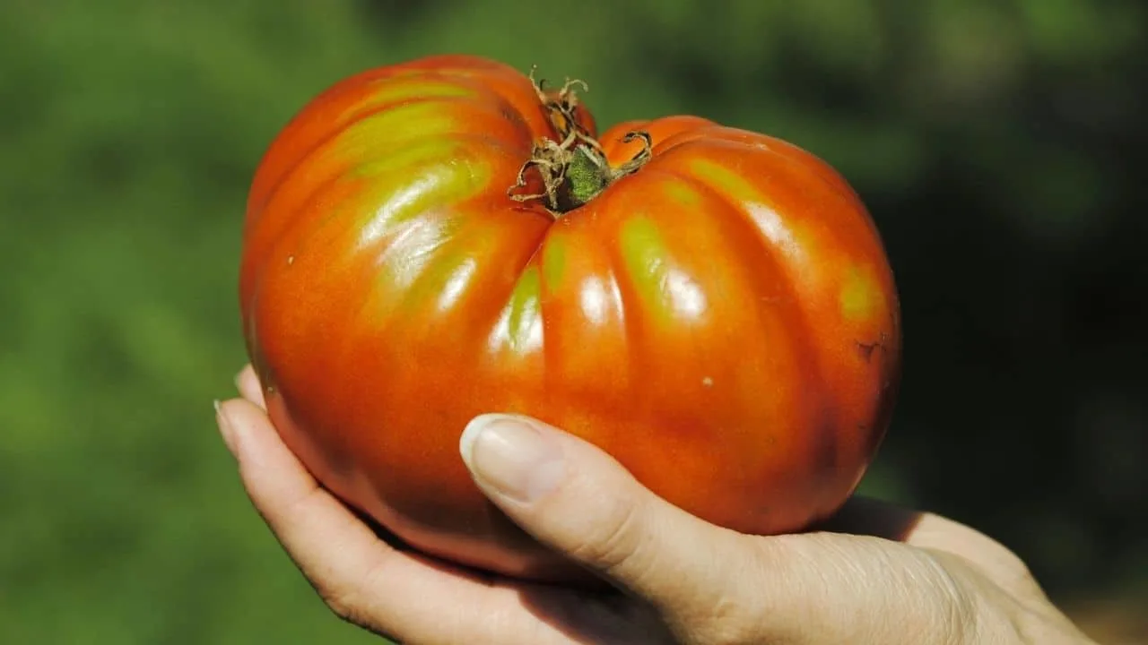 What Is The Biggest Tomato Plant? Whoah! 10