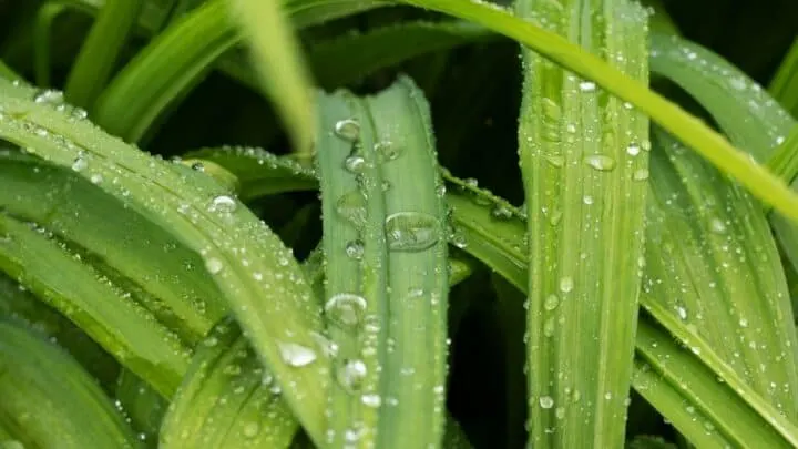 Yellow Leaves on Daylilies &mdash; Here&rsquo;s Why!