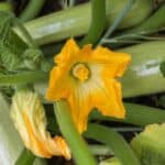 Why Is My Zucchini Plant Wilting? The Answer 1
