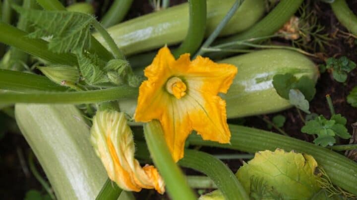 Why Is My Zucchini Plant Wilting? The Answer