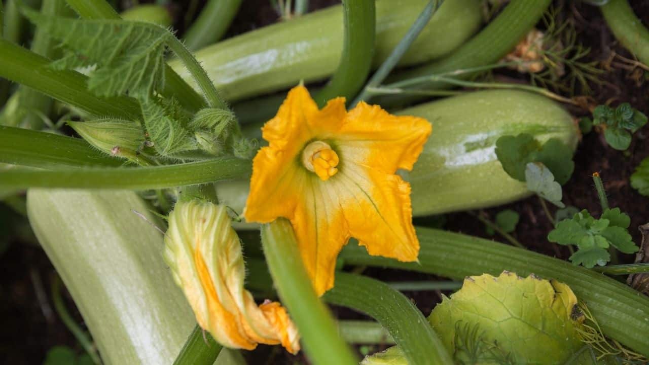 why-is-my-zucchini-plant-wilting-the-answer